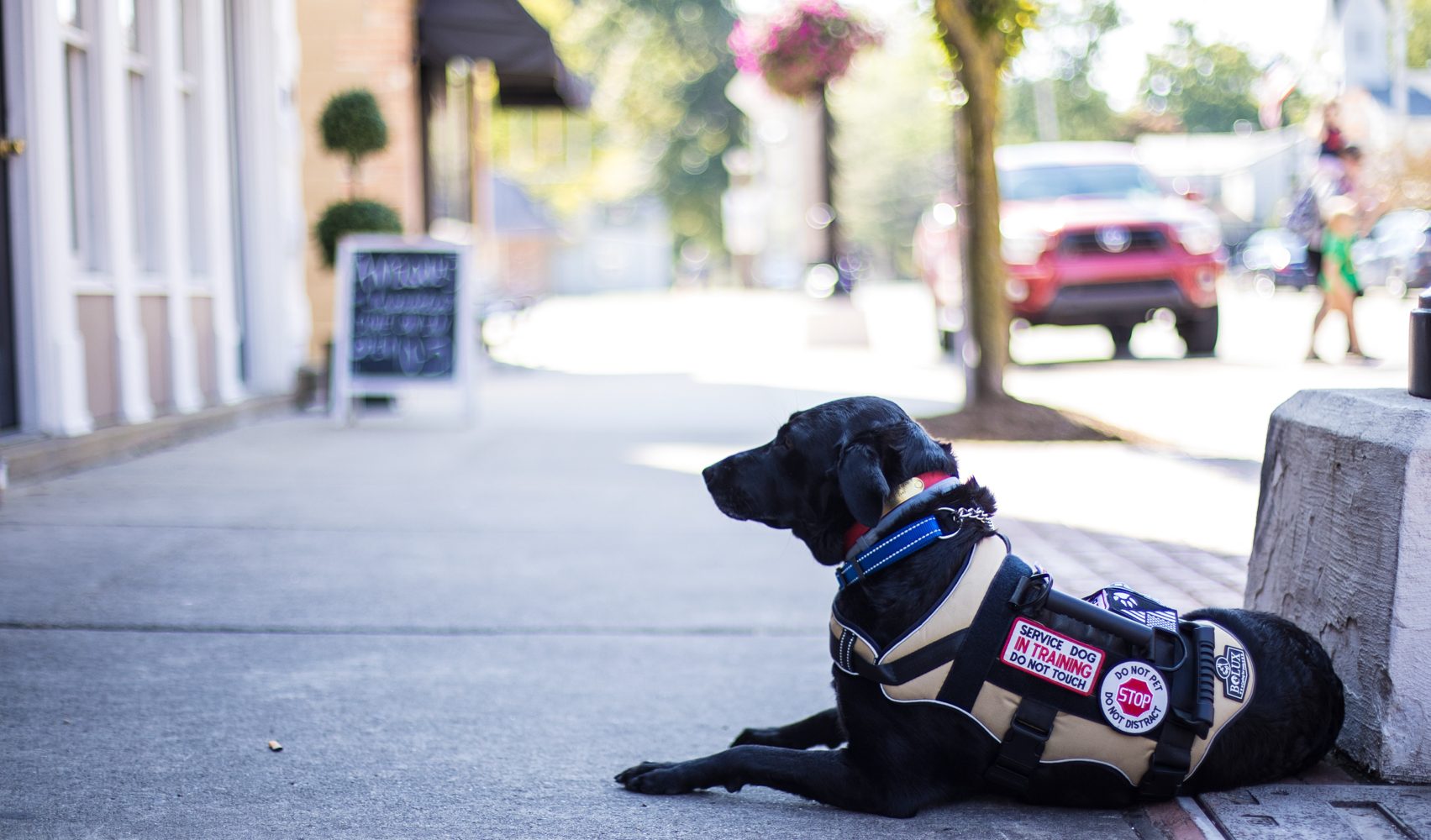 Service dog waits alone patiently for trainer in branding photo session