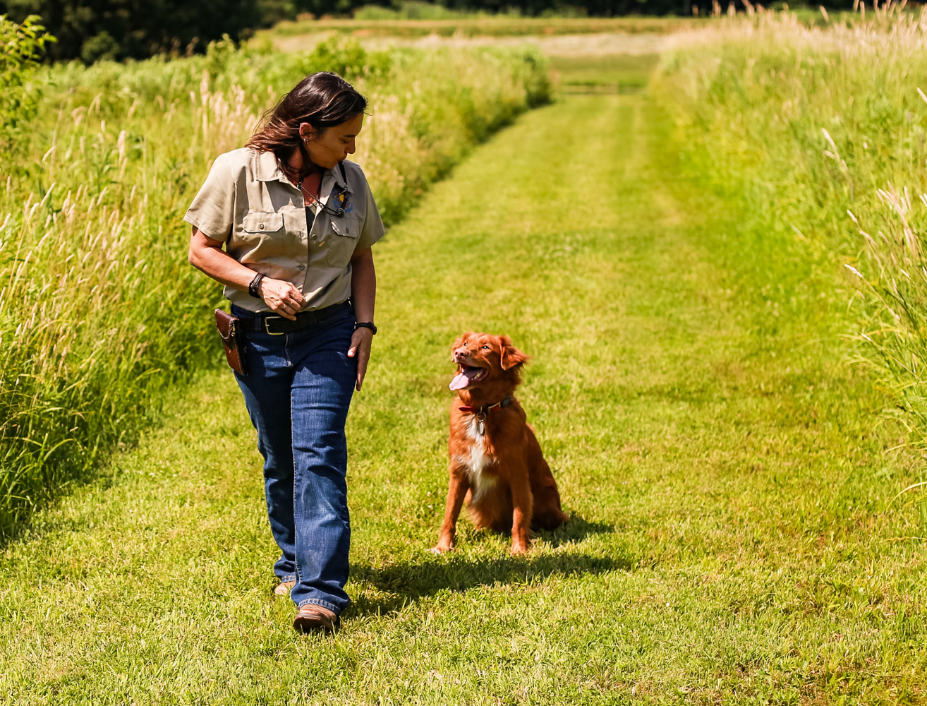 Woman weareing tan shirt and blue jeans trains a dog in an open field for a branding photography session